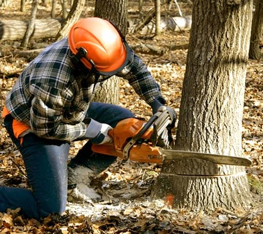 Tree Removal in Whitefield, ME